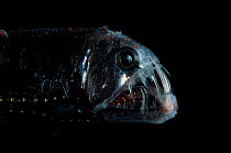 Viper fish {Chauliodus sloani}, Mid-Atlantic Ridge, North Atlantic Ocean