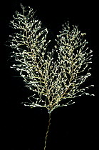 Deepsea Alcyonarian Coral {Chrysogorgia sp} from seabed at 2750m, Mid-Atlantic Ridge, North Atlantic Ocean