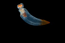 Midwater pteropod mollusc / Sea angel(Clione limacina) Mid-Atlantic Ridge, North Atlantic Ocean
