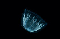 Deepsea Medusa jellyfish (Colobonema sp), Mid-Atlantic Ridge, North Atlantic Ocean