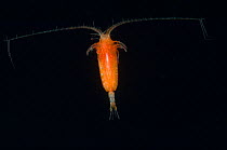 Deepsea copepod, Mid-Atlantic Ridge, North Atlantic Ocean