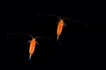 Deepsea copepods, Mid-Atlantic Ridge, North Atlantic Ocean