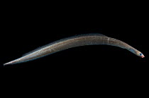 Deepsea Narrow-necked oceanic eel {Derichthys serpentinus} from between 188 and 507m in the Mid-Atlantic Ridge, North Atlantic Ocean