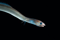 Deepsea Narrow-necked oceanic eel {Derichthys serpentinus} from between 188 and 507m in the Mid-Atlantic Ridge, North Atlantic Ocean