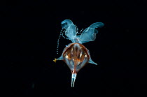 Shelled Pteropod / Sea butterfly {Diacria trispinosa} with egg string attached, from between 188 and 507m, Mid-Atlantic Ridge, North Atlantic Ocean