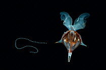 Shelled Pteropod / Sea butterfly {Diacria trispinosa} with egg string attached, from between 188 and 507m, Mid-Atlantic Ridge, North Atlantic Ocean