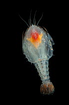 Eryonicus larva of Shrimp {Polycheles sp) from between 2710-2798m, Mid-Atlantic Ridge, North Atlantic Ocean
