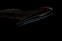 Gulper / Pelican eel {Eurypharynx pelecanoides} Mid-Atlantic Ridge, North Atlantic Ocean