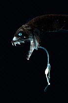 Deepsea Dragonfish {Eustomias monodactylus} with bioluminescent lure, from  between 498 and 805m, Mid-Atlantic Ridge, North Atlantic Ocean