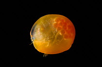 Deepsea Ostracod {Gigantocypris sp} from the Mid-Atlantic Ridge, North Atlantic Ocean