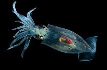 Deepsea squid {Gonatus steenstrupi} Mid-Atlantic Ridge, North Atlantic Ocean