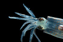 Deepsea squid {Gonatus steenstrupi} Mid-Atlantic Ridge, North Atlantic Ocean