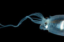 Piglet squid {Helicocranchia sp} from between 500 and 200m, Mid-Atlantic Ridge, North Atlantic Ocean