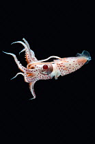 Deepsea squid (Histioteuthis sp) swimming, from between 188m/617ft and 507m/1,663ft depth, night, Mid-Atlantic Ridge, North Atlantic Ocean
