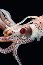 Close-up of Deepsea squid (Histioteuthis sp) from between 188m/617ft and 507m/1,663ft depth, night, Mid-Atlantic Ridge, North Atlantic Ocean