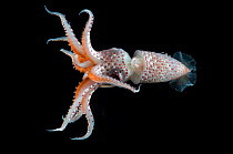 Deepsea squid (Histioteuthis sp) from between 188m/617ft and 507m/1,663ft depth, night, Mid-Atlantic Ridge, North Atlantic Ocean