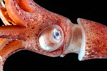 Close-up of Deepsea squid (Histioteuthis sp) showing eye, from between 188m/617ft and 507m/1,663ft depth, night, Mid-Atlantic Ridge, North Atlantic Ocean