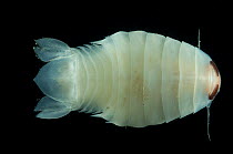 Benthic Isopod, Mid-Atlantic Ridge, North Atlantic Ocean