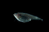 Deepsea fish {Laemonema sp} from the Mid-Atlantic Ridge, North Atlantic Ocean