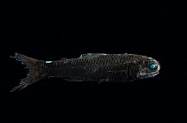 Lanternfish {Lampadena speculiguera} Mid-Atlantic Ridge, North Atlantic Ocean