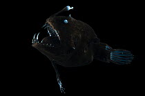 Angler fish {Linophryne sp} from the Mid-Atlantic Ridge, North Atlantic Ocean