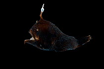 Angler fish {Lophodolus acanthognathus} from  718 - 1864m, Mid-Atlantic Ridge, North Atlantic Ocean