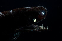 Dragonfish {Malacosteus niger} from 2422 - 0m, Mid-Atlantic Ridge, North Atlantic Ocean