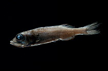 Platytochtid fish {Maulisia microlepis} Mid-Atlantic Ridge, North Atlantic Ocean