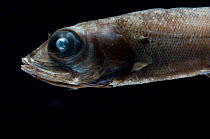 Platytochtid fish{Maulisia microlepis} Mid-Atlantic Ridge, North Atlantic Ocean