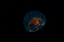 Deepsea Hydro-medusa from mid atlantic ridge, North Atlantic ocean