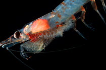 Northern krill {Meganyctiphanes sp), Mid-Atlantic Ridge, North Atlantic Ocean