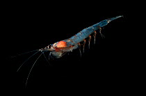 Northern krill {Meganyctiphanes sp), Mid-Atlantic Ridge, North Atlantic Ocean