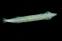 Pelagic nemertean worm {Nemertea} Mid-Atlantic Ridge, North Atlantic Ocean