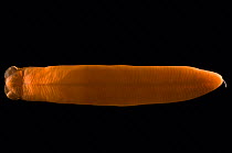 Nemertean worm {Nemertea} Mid-Atlantic Ridge, North Atlantic Ocean