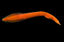 Deepsea bobtail snipe eel (Erythrosoma sp) from 2750m, Mid-Atlantic Ridge, North Atlantic Ocean