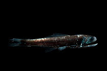 Lanternfish {Notoscopelis bolini} Mid-Atlantic Ridge, North Atlantic Ocean