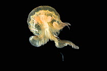 Medusa caught with 1m ring net between 0 and 150m, Mid-Atlantic Ridge, North Atlantic Ocean