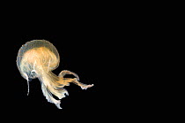Medusa caught with 1m ring net between 0 and 150m, Mid-Atlantic Ridge, North Atlantic Ocean