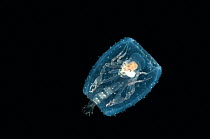Pram bug (Phronima sedentaria) in barrel of salp, caught between 74m/243ft and 188m/617ft, at night, Mid-Atlantic Ridge, North Atlantic Ocean