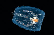 Pram bug (Phronima sedentaria) in barrel of salp, caught between 74m/243ft and 188m/617ft, at night, Mid-Atlantic Ridge, North Atlantic Ocean
