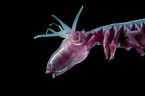 Bristleworm {Polychaeta} from the Mid-Atlantic Ridge, North Atlantic Ocean