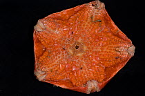 Pterasterid starfish from 2700m, Mid-Atlantic Ridge, North Atlantic Ocean