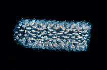 Colonial Tunicate {Pyrosoma SP}, Mid-Atlantic Ridge, North Atlantic Ocean