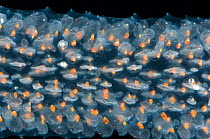 Close up of Colonial Tunicate {Pyrosoma SP}, Mid-Atlantic Ridge, North Atlantic Ocean