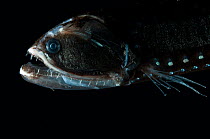 Midwater Bristlemouth fish {Sigmops elongatum} night, 188 - 507m, Mid-Atlantic Ridge, North Atlantic Ocean