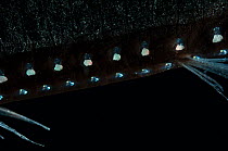 Ventral photophores of Midwater Bristlemouth fish {Sigmops elongatum} night, 188 - 507m, Mid-Atlantic Ridge, North Atlantic Ocean