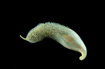 Deepsea Sipunculid / Peanut worm {Golfingia sp} Mid-Atlantic Ridge, North Atlantic Ocean