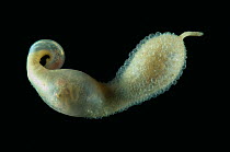 Deepsea Sipunculid / Peanut worm {Golfingia sp} 2750m, Mid-Atlantic Ridge, North Atlantic Ocean