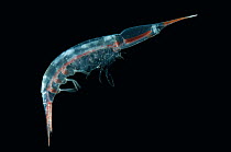 Amphipod {Streetsia sp} caught between 74 and 188m, night, Mid-Atlantic Ridge, North Atlantic Ocean