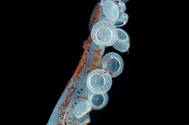 Close up of suckers on the tentacles of a Glass squid {Teuthowenia megalops}, Mid-Atlantic Ridge, North Atlantic Ocean